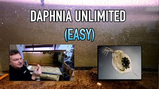 How I Raise Daphnia Water Fleas And You Can Too [upl. by Atikir]