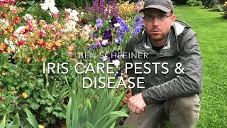 Iris Care Pests and Disease [upl. by Alrzc]