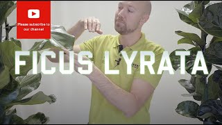 All you need to know about Ficus Lyrata  Fiddle Leaf Fig [upl. by Cly]