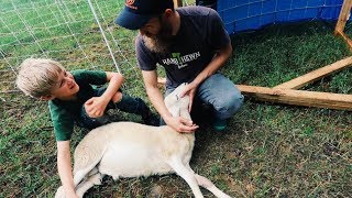 Simple Trick CALMS Sheep for Butchering [upl. by Lorrie]