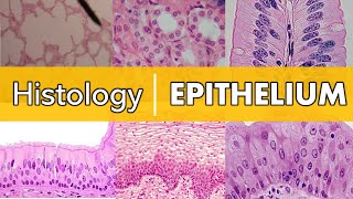 Histology  Epithelium [upl. by Dowski312]