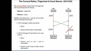 The Corneal Reflex  Pathway amp Interpretation [upl. by Iridissa]