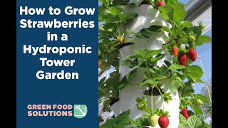 How to Grow Strawberries in a Tower Garden How to care for your vertical garden strawberries [upl. by Cohen412]