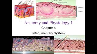 Chapter 5 Integumentary System [upl. by Anihsit]