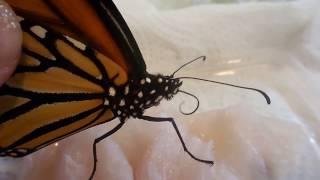 Monarch Butterfly Using Its Proboscis [upl. by Llenil745]