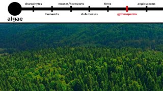 Gymnosperms LongDistance Pollination [upl. by Artie730]