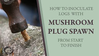 Inoculating Mushroom Logs With Plug Spawn From Start to Finish [upl. by Suiremed]