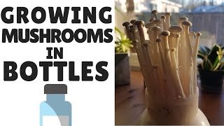 How To Grow Mushrooms In Bottles [upl. by Enyrat]