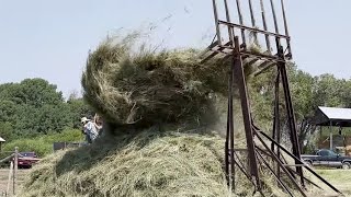 Horse Drawn Loose Haying with an Overshot Stacker [upl. by Ajiram434]