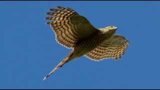 Sparrowhawk Bird Call Bird Song [upl. by Aidil]