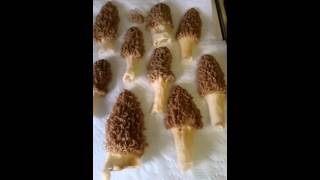 How to Clean Morel Mushrooms  3 Easy Steps [upl. by Jany]