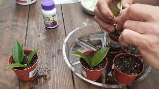 How To Propagate a Hoya The Plant Farm® [upl. by Terpstra]