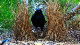 Satin Bowerbird courtship behavior 4K [upl. by Kussell]