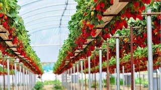 Awesome Hydroponic Strawberries Farming  Modern Agriculture Technology  Strawberries Harvesting [upl. by Annoled]