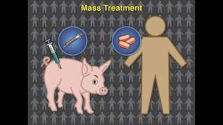 Eradicating Pork Tapeworm Transmission [upl. by Adnert]