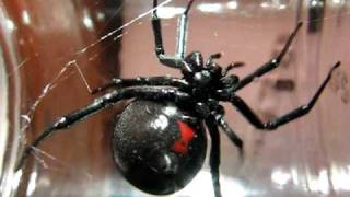 Huge Black Widow Spider [upl. by Magdala]