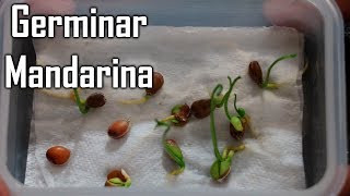 ¡Mandarina lista para comer en un solo paso [upl. by Nosirrah]