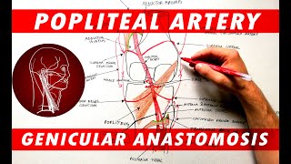 The Popliteal Artery branches amp genicular anastomosis [upl. by Dory]