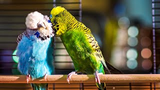 Budgie Courtship Ritual  Pets Wild At Heart  BBC Earth [upl. by Euqinamod43]