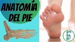 ANATOMIA DEL PIE  Sistema oseo  Sistema ligamentoso [upl. by Adhamh]