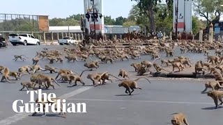 Hungry monkeys brawl over food as coronavirus hits tourism in Thailand [upl. by Knowland]