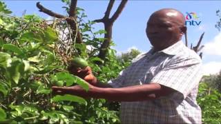 Ukambani farmers move away from conventional crops to yellow passion fruit farming [upl. by Nelag]