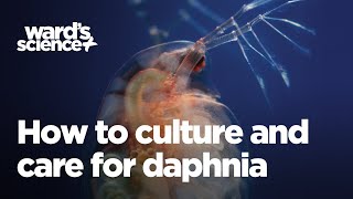 Caring and Culturing for Daphnia [upl. by Ahsinyt]