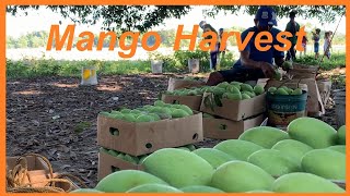 Carabao Mango Farm Harvesting Philippines [upl. by Nasar413]