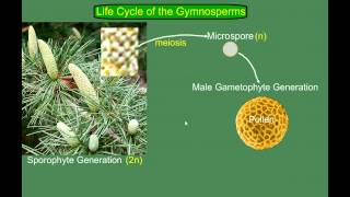 Gymnosperm Pine Life Cycle [upl. by Katinka]