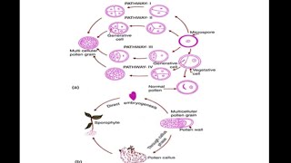 Haploid Production [upl. by Myers991]