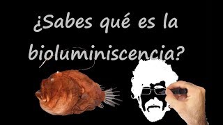 ¿Sabes qué es la bioluminiscencia [upl. by Ykcin]