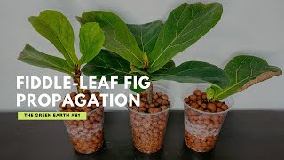 81 How to Propagate FiddleLeaf Fig from Cuttings Ficus Lyrata Propagation  Indoor Plants [upl. by Analim]