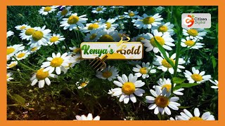 KENYAS GOLD  Pyrethrum Farming Part 3 [upl. by Ytak]