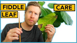 Fiddle Leaf Fig Care  Houseplant Howto Ep 18 [upl. by Dotty]