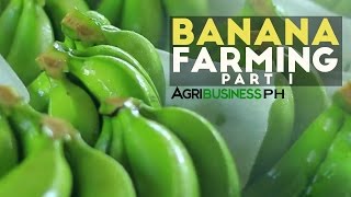 How to grow Banana Tree Part 1  Dizons Highland Bananas  Agribusiness Philippines [upl. by Ikkim]