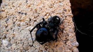 Jumping Spider vs Black Widow [upl. by Steinway]