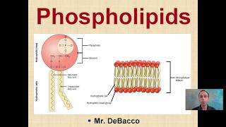 Phospholipids [upl. by Mayhs]