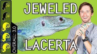 Jeweled Lacerta The Best Pet Lizard [upl. by Niarfe288]