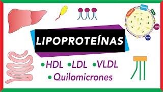 Lipoproteínas Quilomicrones VLDL LDL y HDL Transporte de lípidos [upl. by Lihka]