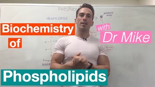 Phospholipids  Biochemistry [upl. by Vernen873]