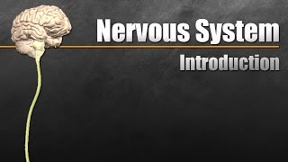 The Nervous System In 9 Minutes [upl. by Sybil389]