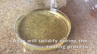 60 Second Protocols How to Make Agar Plates [upl. by Ycaj261]