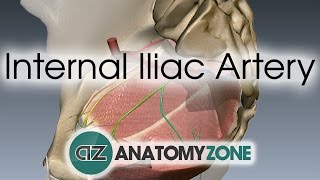 Internal Iliac Artery [upl. by Ahsoj841]