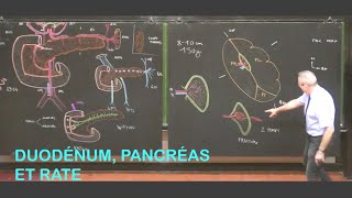 Anatomie du duodénum pancréas et rate Abdomen 2 [upl. by Eanrahc25]