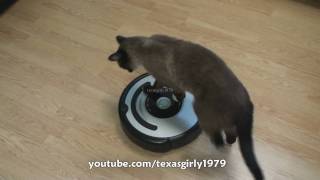 Cat shows HOW TO use iRobot Roomba Vacuum [upl. by Asserrac]