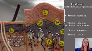 Anatomy of the Skin [upl. by Caldeira]