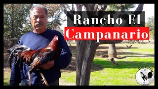 LA FORMA DE CONSERVAR LA PUREZA EN TUS AVES FINAS  Rancho EL CAMPANARIO [upl. by Naujtna]