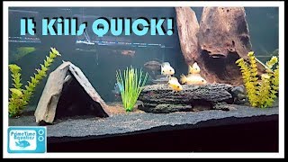 How to Lower Ammonia in an Aquarium [upl. by Nednal117]