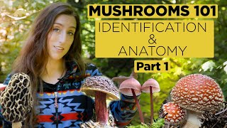 Mushrooms 101 Identification and Anatomy  Part 1 [upl. by Politi110]