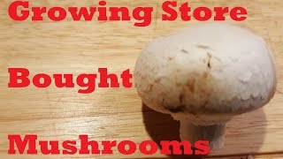 Growing Store Bought Mushrooms [upl. by Yhcir]